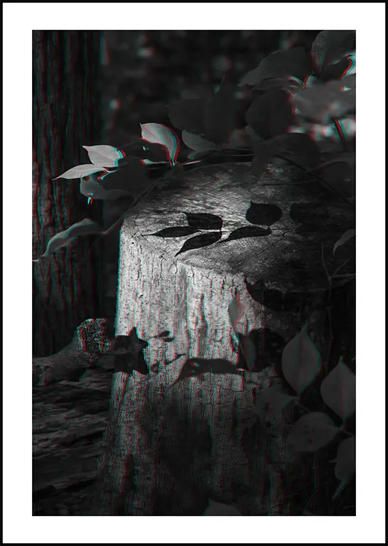 Photo of a tree stump by Dan Griggs