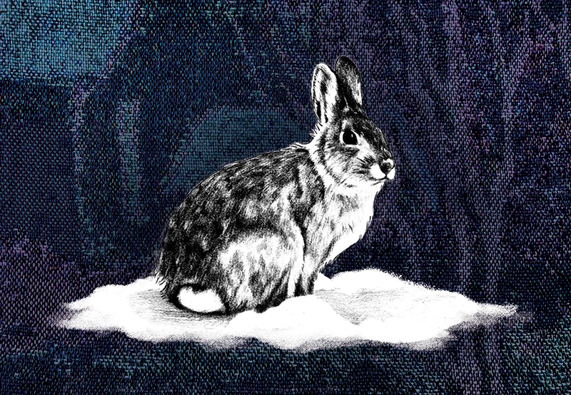 Artwork by Madeline Corner, a black and white rabbit on a fabric-textured background